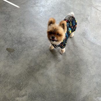 Best Paw Forward - Private Training session - Pet Training Near Me - Indio, California Best Paw Forward - Private Training session - Pet Training Near Me - Indio, California
