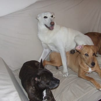 Pet Sitter Uptown - Pet Sitting Near Me - New Orleans, Louisiana Pet Sitter Uptown - Pet Sitting Near Me - New Orleans, Louisiana