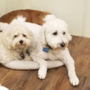 Paws Pet Resort - Pet Groomers Near Me - Houston, Texas Paws Pet Resort - Pet Groomers Near Me - Houston, Texas