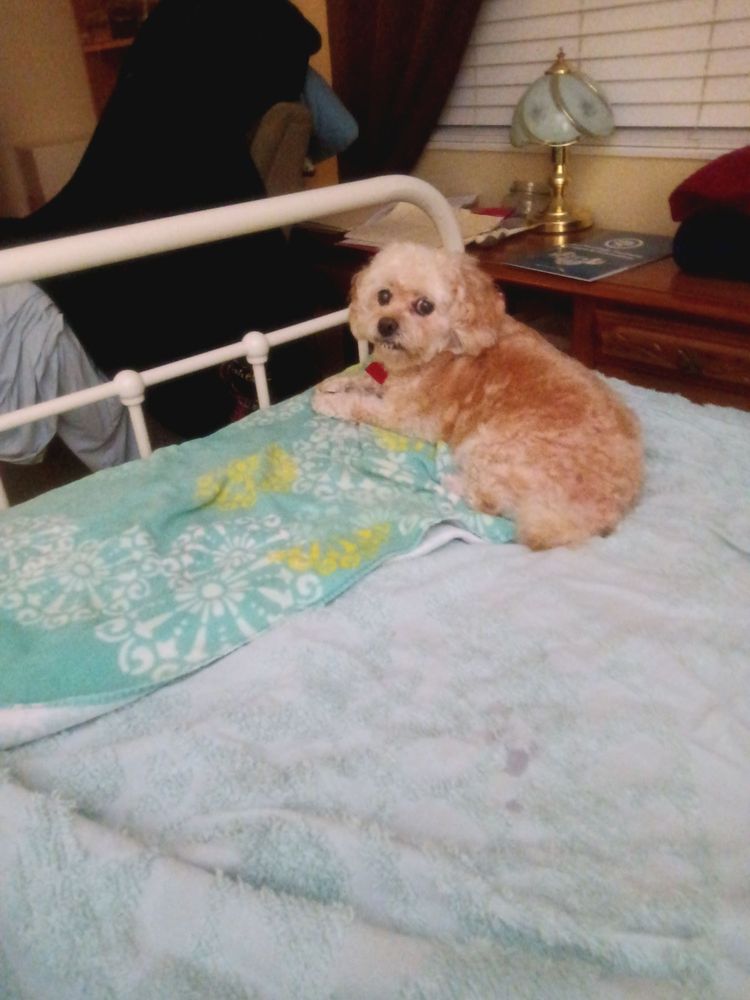 SHEMAGK CLEANING Menifee, CA Yelp