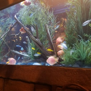 Rainforest Cafe - Fish tank - American Near Me - San Antonio, Texas
