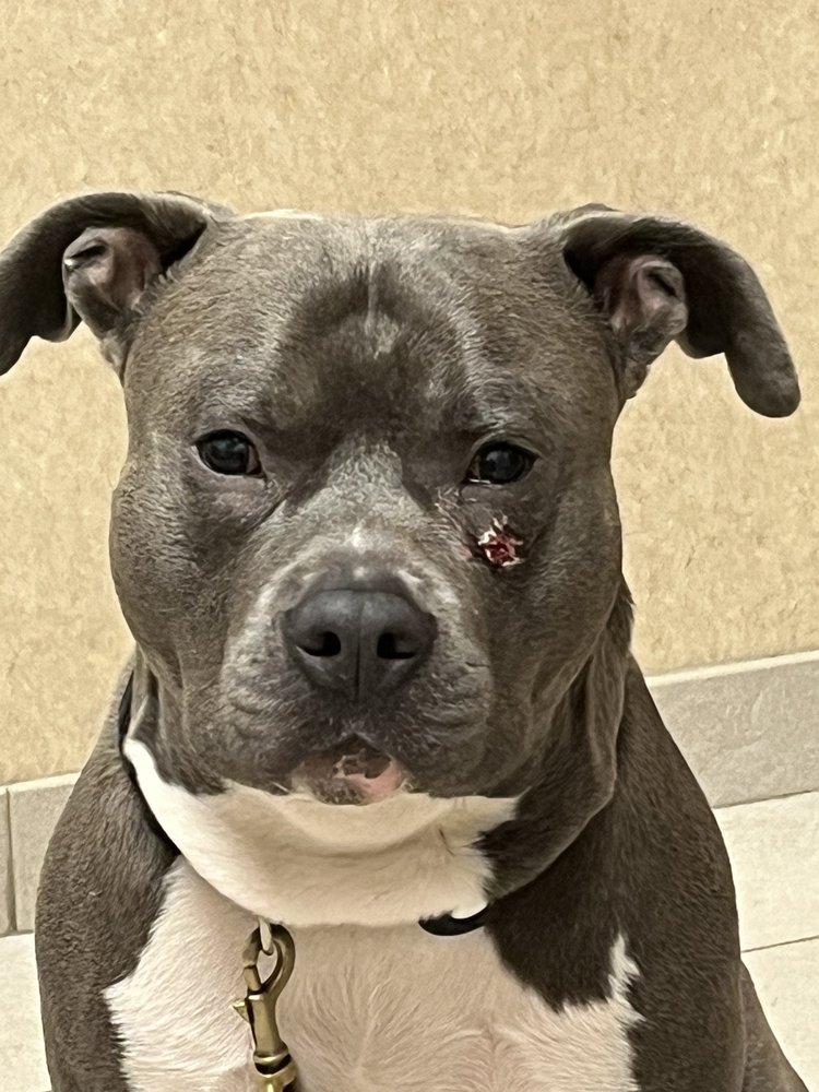 MEDVET JUPITER 20 Photos & 41 Reviews 505 Commerce Way, Jupiter