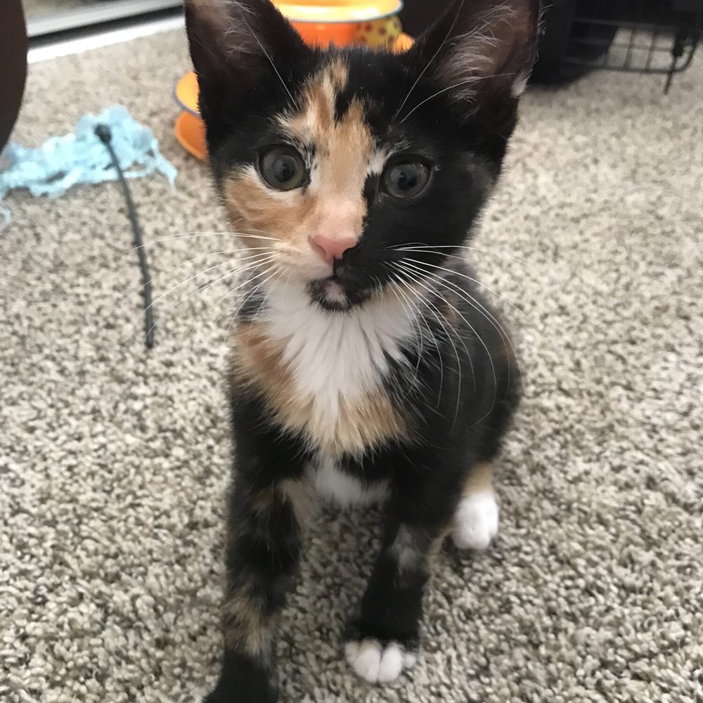 Saving One Life - Pet Adoption Near Me