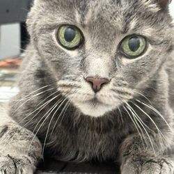 Veterinary Urgent & Well Care Center - Macy