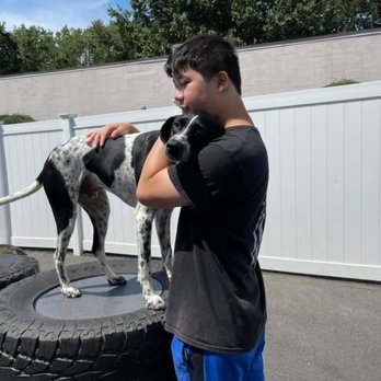 Who's Your Doggie - Pet Training Near Me - Milford, Connecticut Who's Your Doggie - Pet Training Near Me - Milford, Connecticut