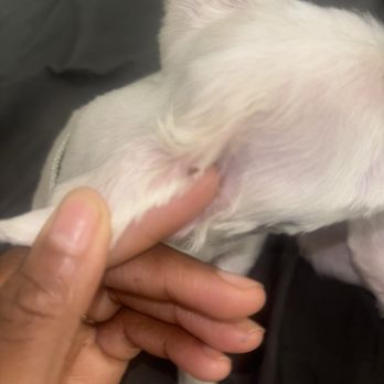 Golden Mobile Grooming - Cuts - Pet Groomers Near Me - Miami, Florida Golden Mobile Grooming - Cuts - Pet Groomers Near Me - Miami, Florida