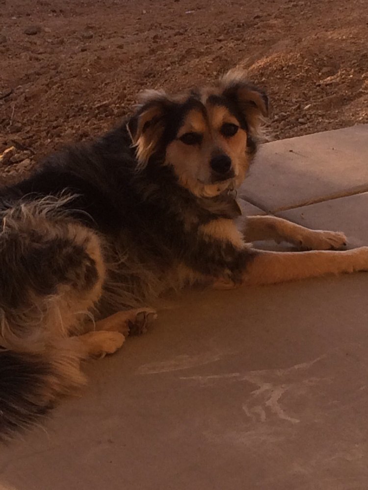 Mimi's Barkery & Petsitting - pet boarding facility in Green Valley, AZ