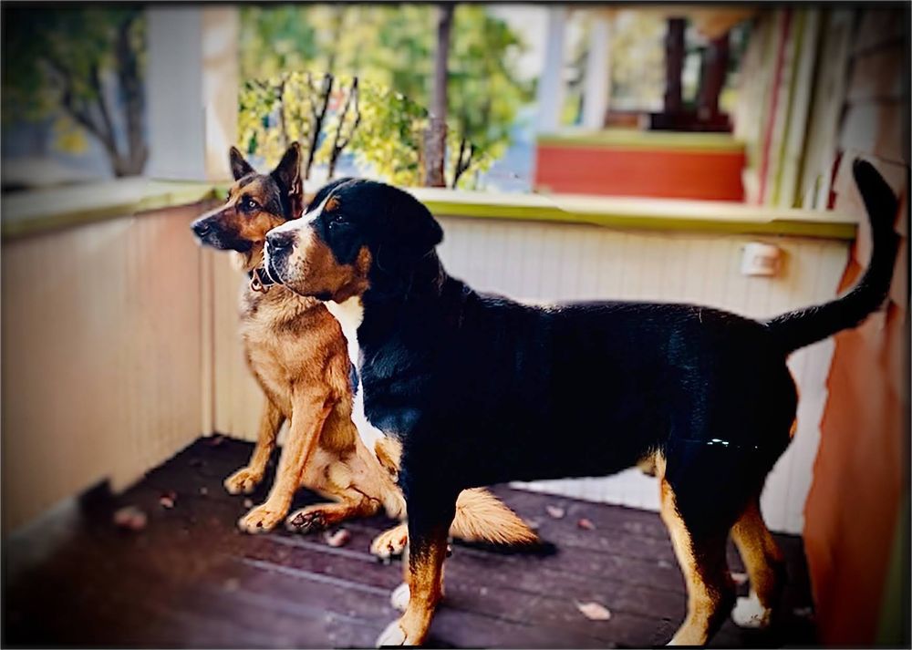 MULTNOMAH COUNTY ANIMAL SERVICES Updated September 2024 58 Photos