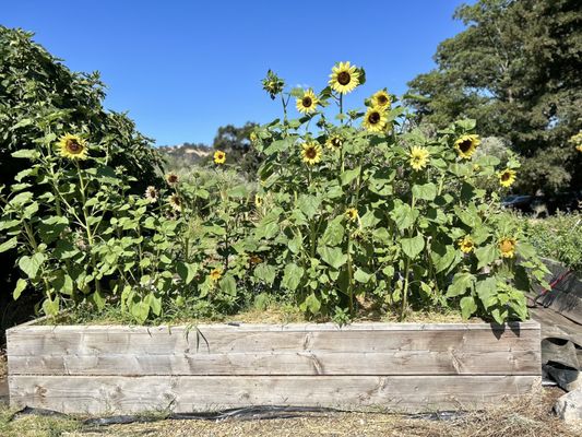 Soul Food Farm by null