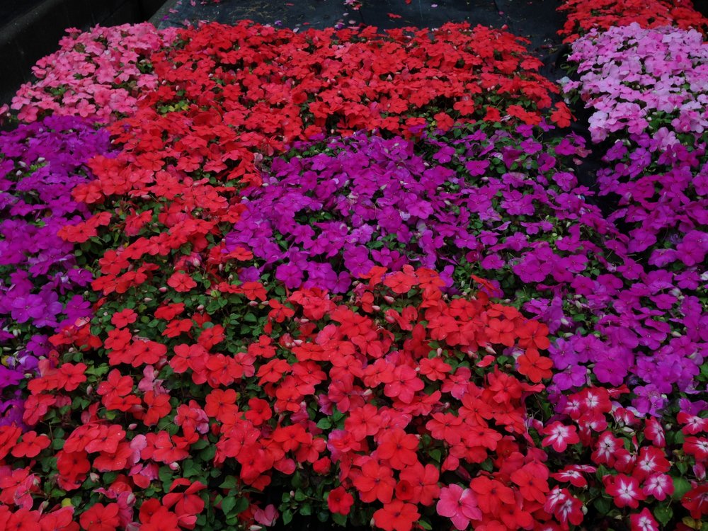 SMITS FLORIST & GREENHOUSES Updated September 2024 24 Photos 700