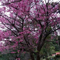Jardim dos Pinhais Eccoparque