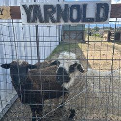 Mountain Meadow Wool - Sheep outside the store