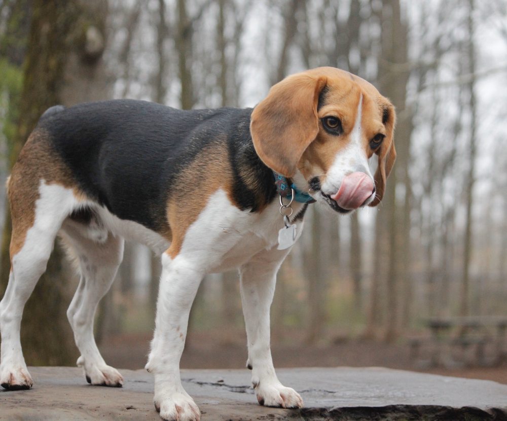 CABIN JOHN DOG PARK 73 Photos & 56 Reviews 10900 Westlake Dr, Bethesda, Maryland Dog Parks