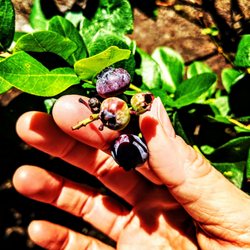 Claire Berries Blueberry Farm - Picking blueberries