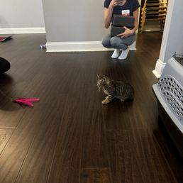 Kitten!! Kitten!!