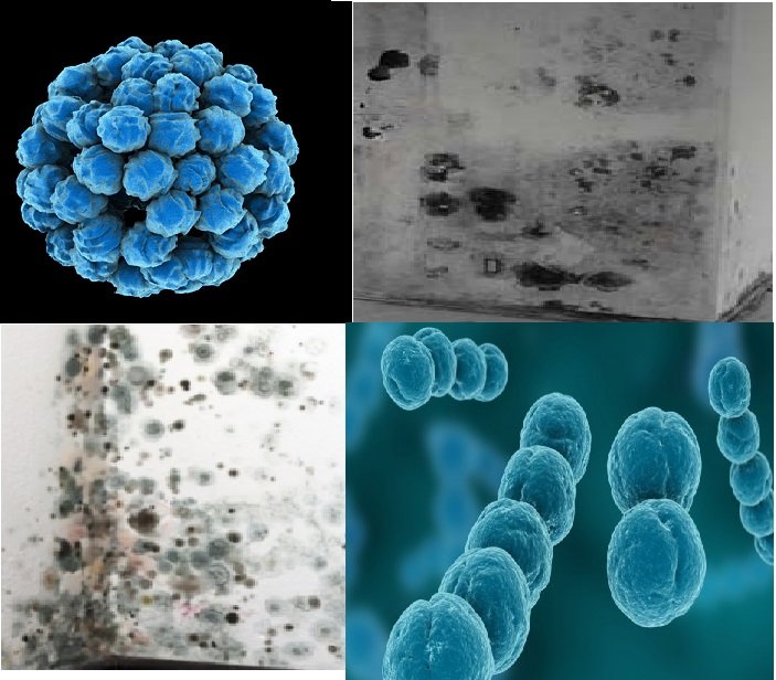 Black Mold Analysis - mold inspector in Kissimmee, FL