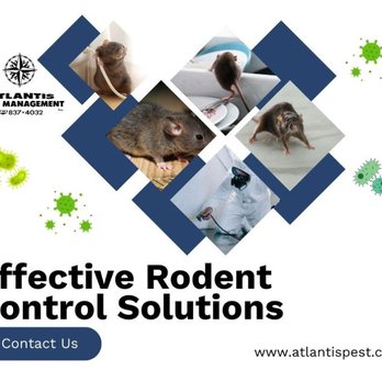 Atlantis Pest Management - 3_Atlantis Pst Mgmt Inc_Effective Rodent Control Solutions.jpg - Pest Control Near Me - Marshfield, Massachusetts Atlantis Pest Management - 3_Atlantis Pst Mgmt Inc_Effective Rodent Control Solutions.jpg - Pest Control Near Me - Marshfield, Massachusetts