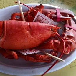 Hard Shell Lobsters