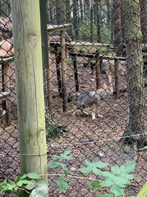 Highland Wildlife Park by null