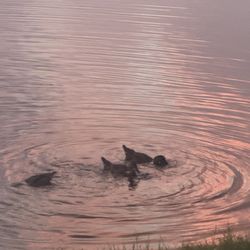 Ducks