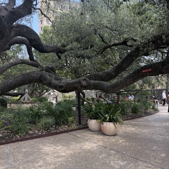 The Alamo - Museums Near Me - San Antonio, Texas The Alamo - Museums Near Me - San Antonio, Texas