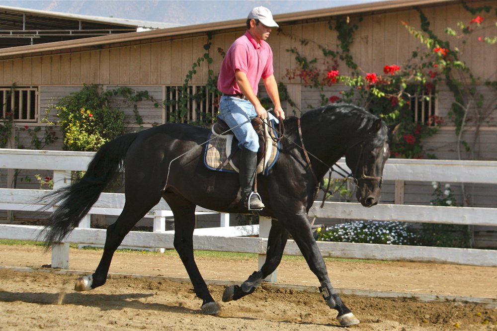 Rue Training Services - equestrian in Bloomington, IN