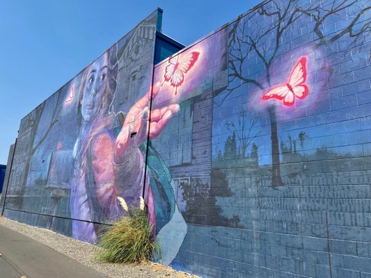 Napa Valley Vine Trail by null