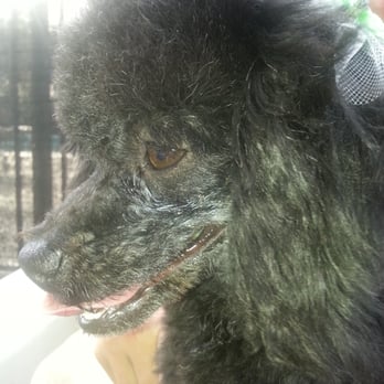 Paws Appeal Grooming - My pampered dog right after Paws Appeal pet grooming. - Pet Groomers Near Me - Lake Elsinore, California