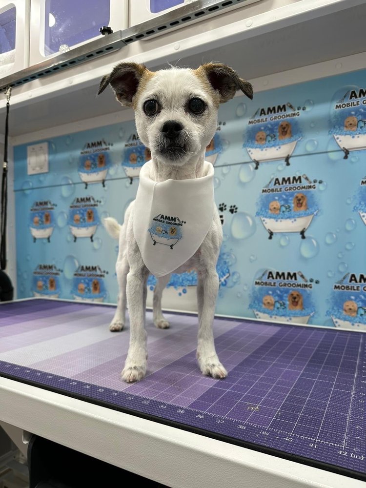 AMM MOBILE GROOMING Updated August 2024 Kendall, Florida Pet