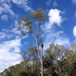 J & K Tree & Land - Removing a big red oak!
