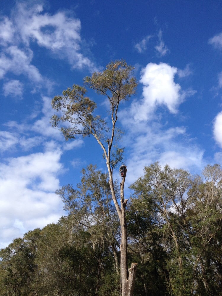 J & K Tree & Land - tree service in Jacksonville, FL