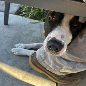 The Trax Off The Rails - Our pup Dolly. She's happy don't fret. - Beer Gardens Near Me - Lincoln, California The Trax Off The Rails - Our pup Dolly. She's happy don't fret. - Beer Gardens Near Me - Lincoln, California