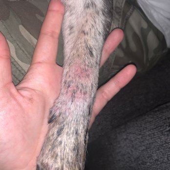 SAGE Veterinary Centers - Concord - infected paw - Veterinarians Near Me - Concord, California