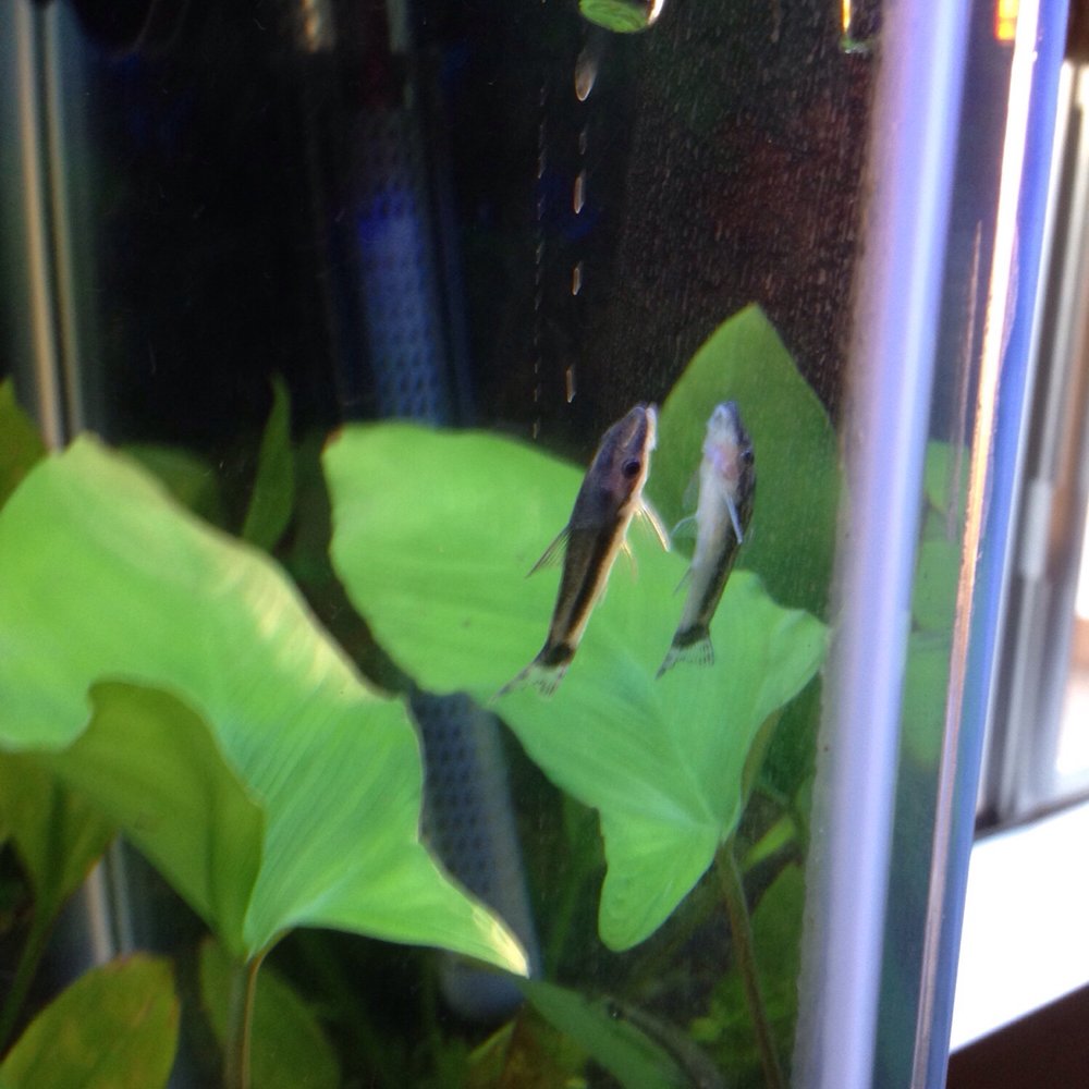 Neptune Aquatics - Algae Eater... Started working right away when put in my tank. - Aquarium Services Near Me - San Jose, California