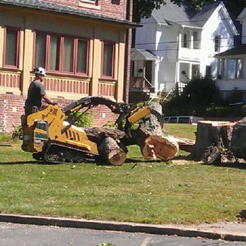 Bellemare Tree Service - Tree Services Near Me Bellemare Tree Service - Tree Services Near Me