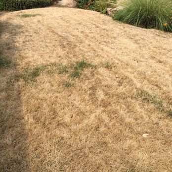 Jean Fogg Landscape - Aug 7, Jean Fogg said my lawn would look better in a week. I just took this photo of my front lawn. - Landscaping Near Me - Concord, California Jean Fogg Landscape - Aug 7, Jean Fogg said my lawn would look better in a week. I just took this photo of my front lawn. - Landscaping Near Me - Concord, California