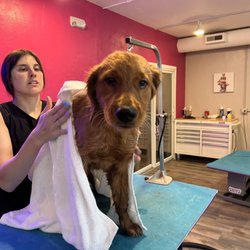 Furology Pet Salon - Barney getting dried off after his bath
