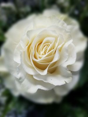 Rosemary & Pepper Flower Co by null