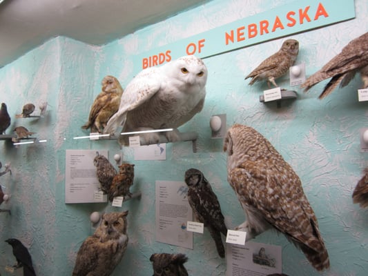 Hastings Museum by null