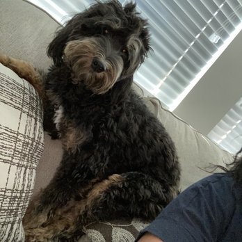 Mad About Dogs - Online watching tv on the couch - Pet Groomers Near Me - Mesa, Arizona