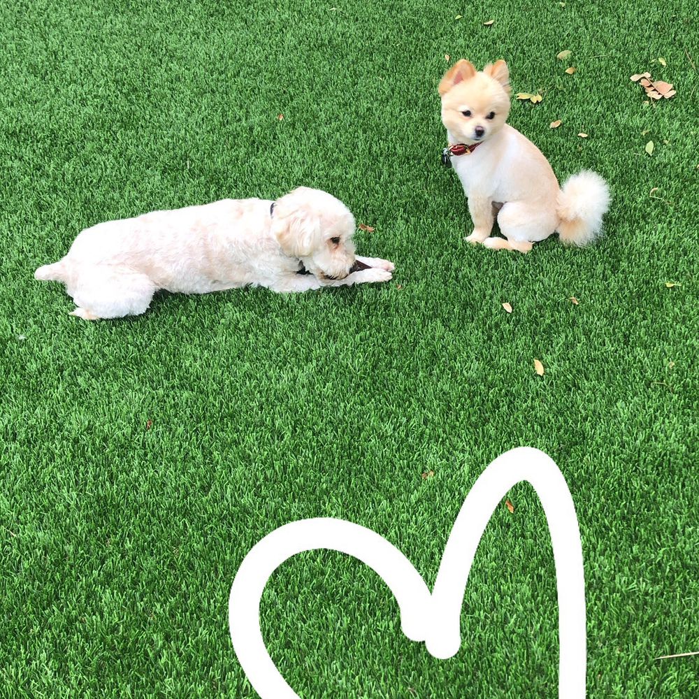 4 Dogs Grooming - Nugget & Bentley - Pet Groomers Near Me - Torrance, California 4 Dogs Grooming - Nugget & Bentley - Pet Groomers Near Me - Torrance, California