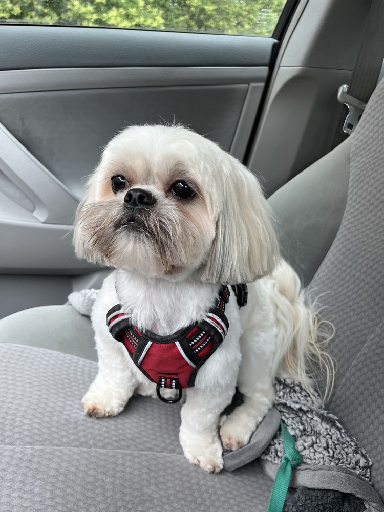 PAMPERED PAWS Updated May 2024 209 Photos & 179 Reviews 5125