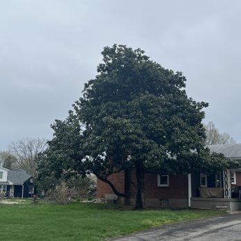 Lopez Tree Service - Tree Services Near Me - Jeffersontown, Kentucky Lopez Tree Service - Tree Services Near Me - Jeffersontown, Kentucky