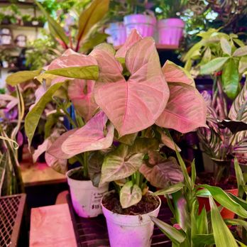 Humboldt Houseplants - Nurseries & Gardening Near Me - Arcata, California Humboldt Houseplants - Nurseries & Gardening Near Me - Arcata, California
