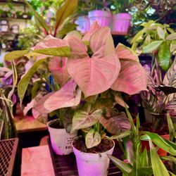 Humboldt Houseplants