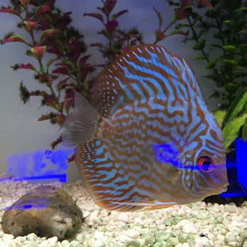Jungle Aquatics - Local Fish Stores Near Me - Virginia Beach, Virginia Jungle Aquatics - Local Fish Stores Near Me - Virginia Beach, Virginia