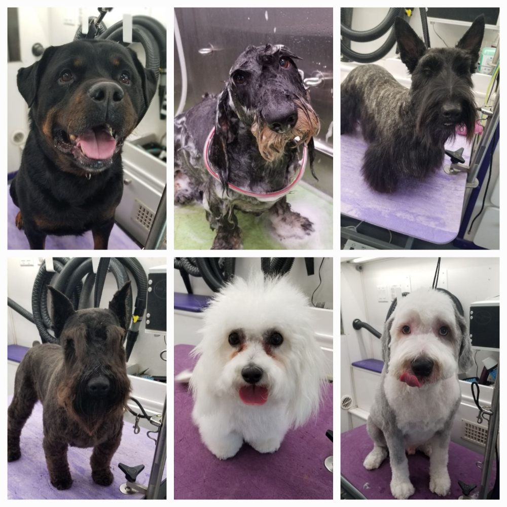 SHEAR LUXURY GROOMING Updated September 2024 25 Photos Gilroy