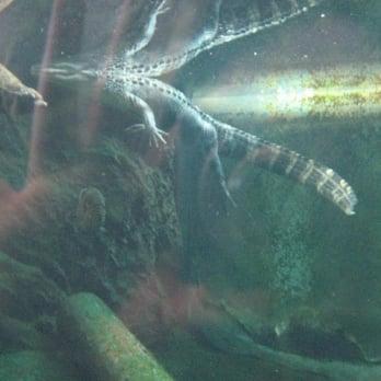 Flint RiverQuarium - Aquariums Near Me - Albany, Georgia