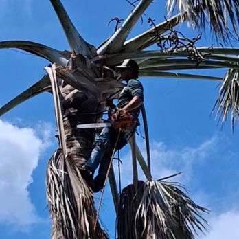 Elite Arbor - Tree Services Near Me - Vero Beach, Florida