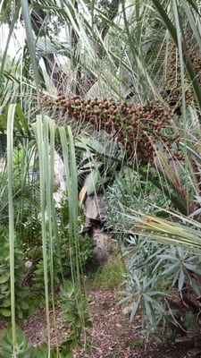 Giardini la Mortella by null